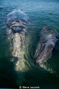 Grey whale and calf come to say hello by Steve Laycock 